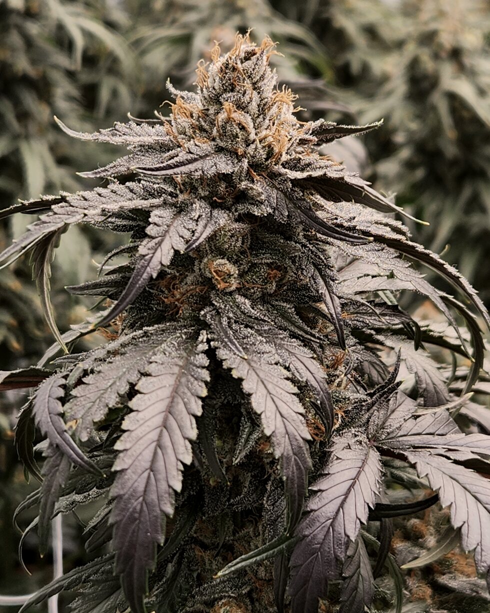 Dense, trichome-covered purple cannabis cola grown at Prime Cultivations' Sandstone, Minnesota facility.