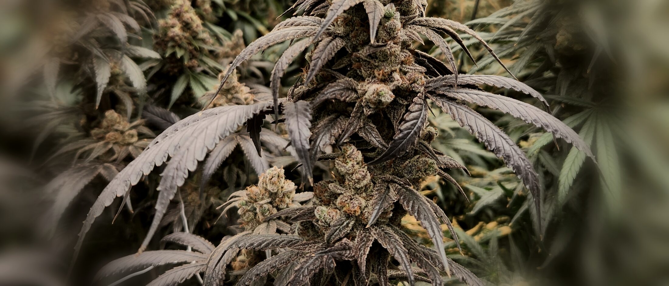 Flowering canopy inside Prime Cultivations' 2,000 square foot climate-controlled facility.